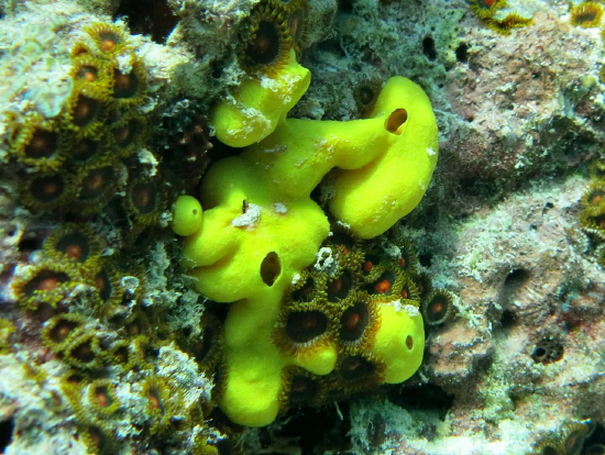  Leucetta chagoensis (Encrusting Yellow Sponge)